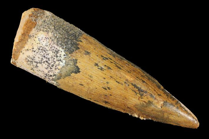 1.92" Spinosaurus Tooth - Real Dinosaur Tooth For Sale (#98214